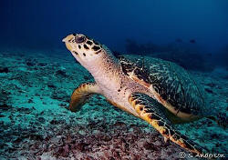 After Hurricane Wilma, the marine life seems more abundan... by Steven Anderson 